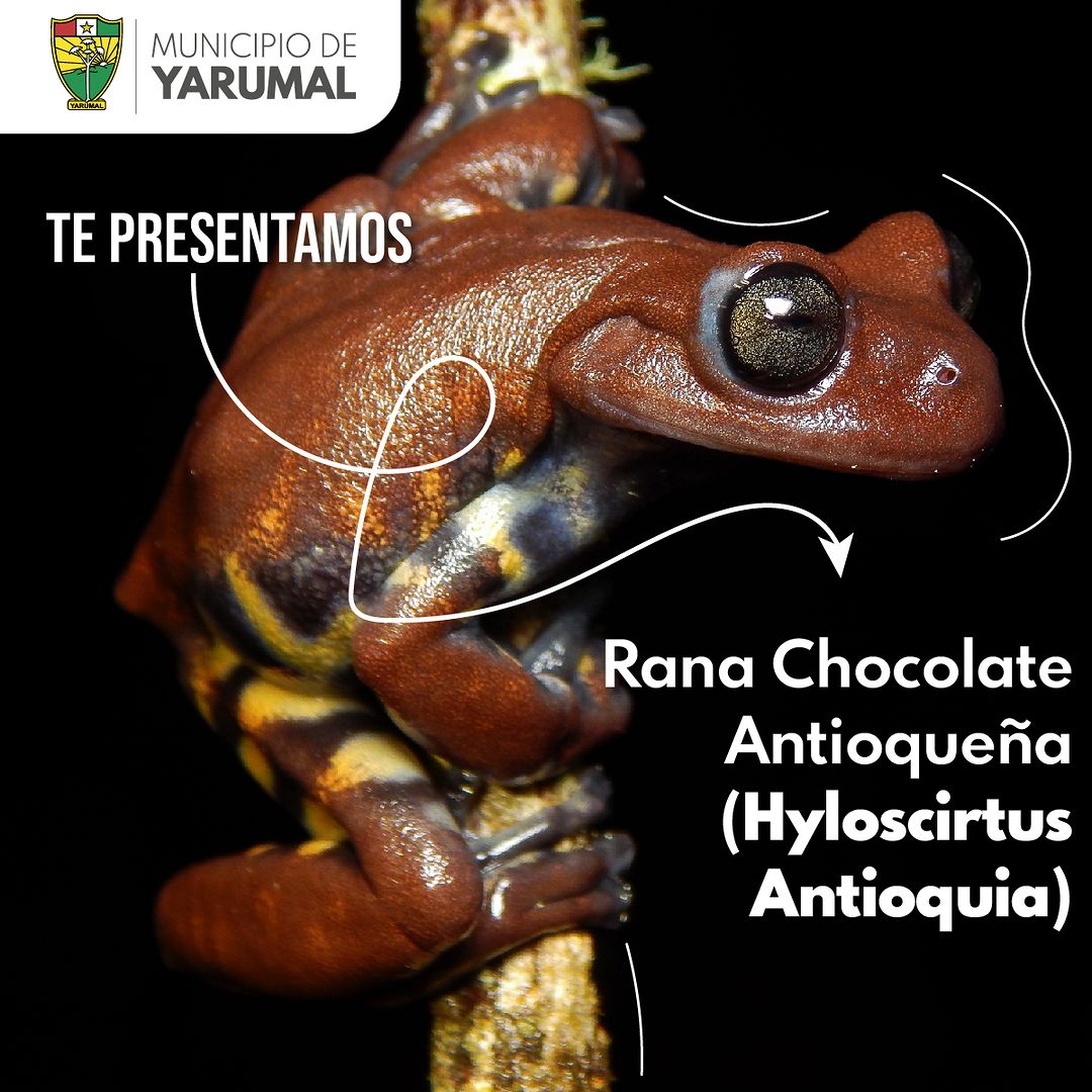 Rana Chocolate Antioqueña (Hyloscirtos Antioquia)